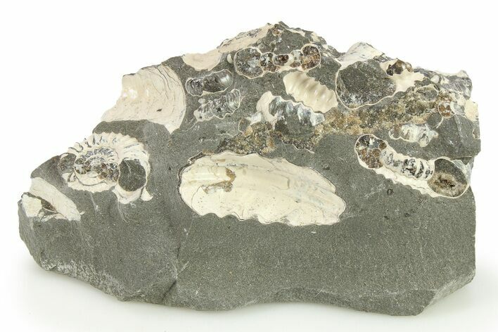 Ammonite (Promicroceras) Cluster - Marston Magna, England #281989